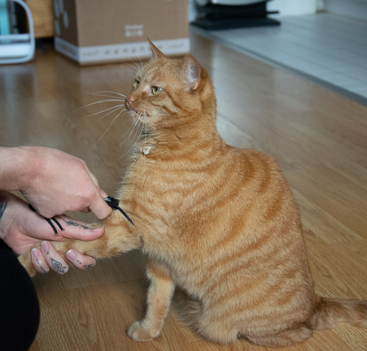 Eine orangegetigerte Katze, die sich gerade impfen lässt, während eine Person die Spritze hält.