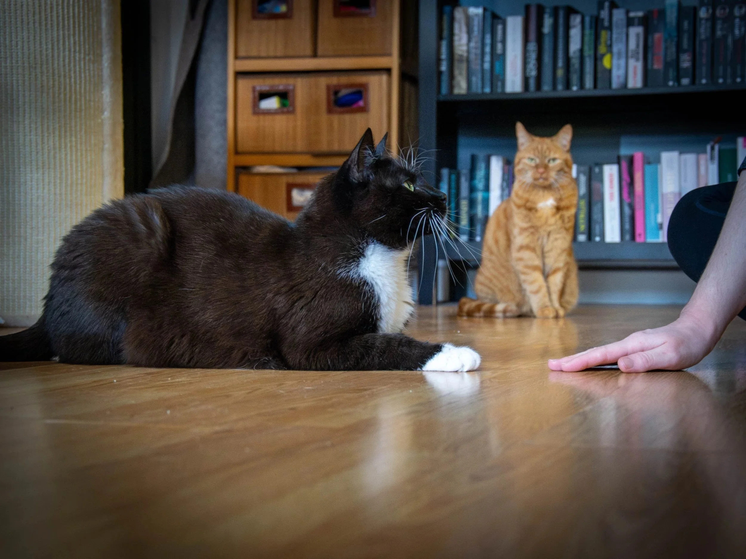 Zwei Katzen liegen auf einem Holzboden, im Hintergrund Bücherregale. Eine schwarze und weiße Katze schaut nach rechts, während eine orange Katze im Hintergrund sitzt und nach vorne schaut.