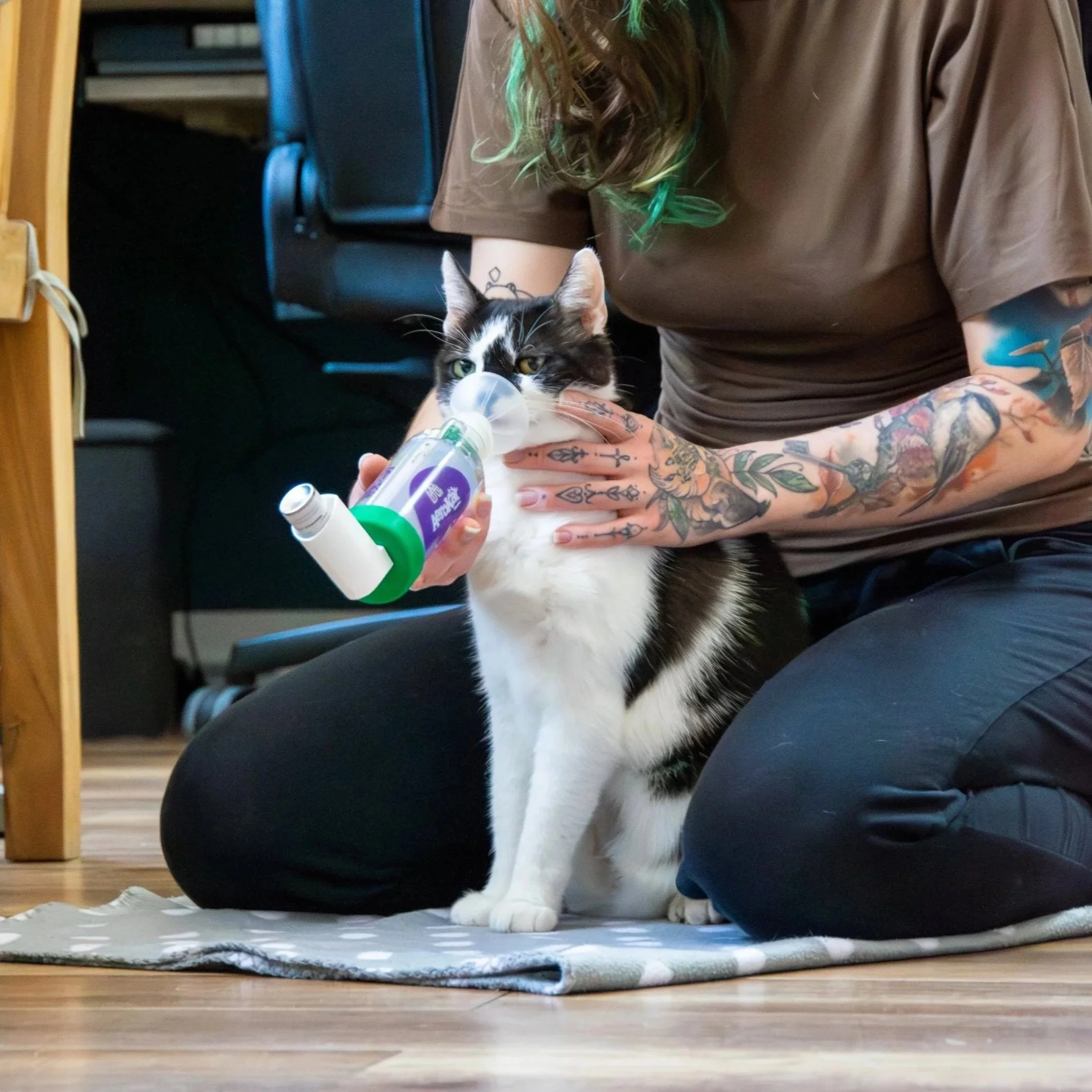 Eine Person mit Tätowierungen hält eine Katze, die eine Spritze im Maul hat, auf einem Teppichboden im Innenraum.