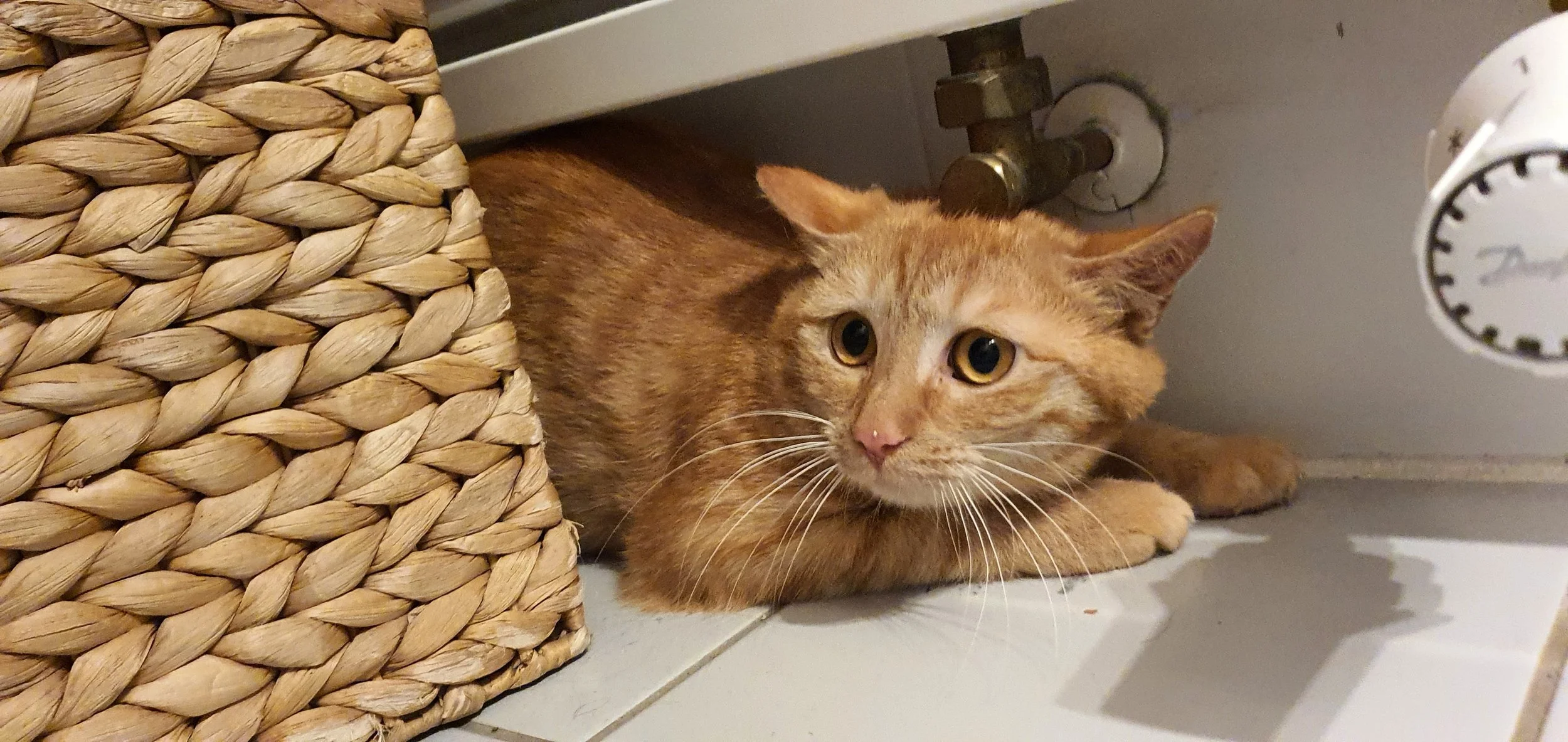 Ein orangefarbener Katze liegt unter einem weißen Möbelstück, neben einem handgewebten Korb und einer Heizung.