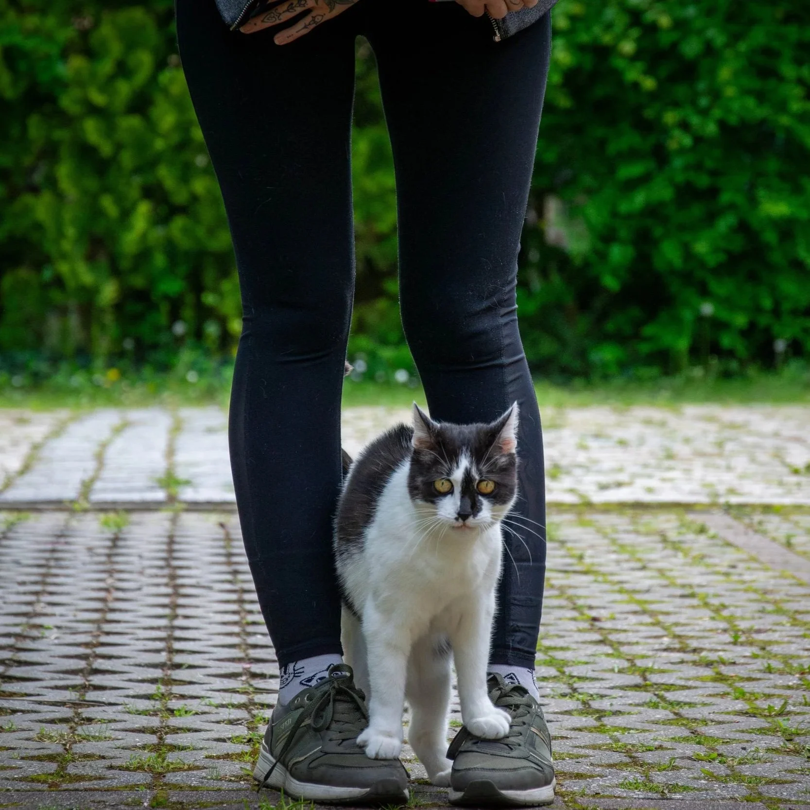 Ein Mensch trägt schwarze Jeans und Turnschuhe, steht auf einem gepflasterten Weg, während eine schwarz-weiße Katze zwischen den Schuhen hindurch schaut.
