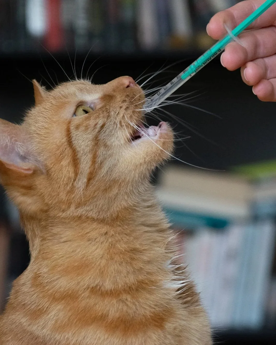 Eine Katze wird mit einer Spritze behandelt, die vom Menschen gehalten wird.