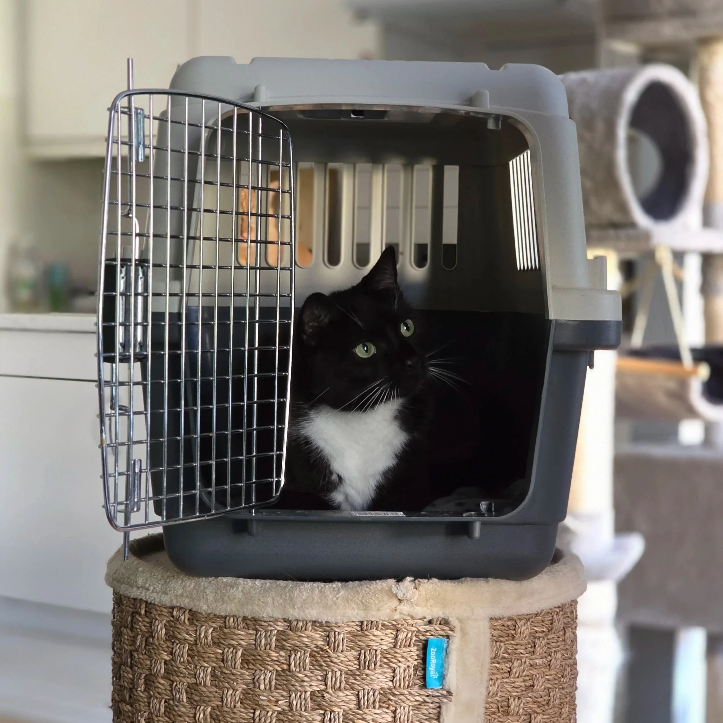 Schwarze Katze, die in einer Tiertransportbox liegt, welche auf einem runden, gezwirnten Korbstuhl steht.