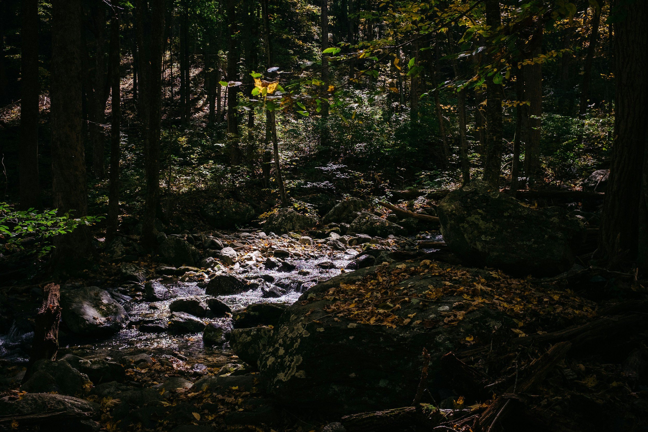 The Clearing
