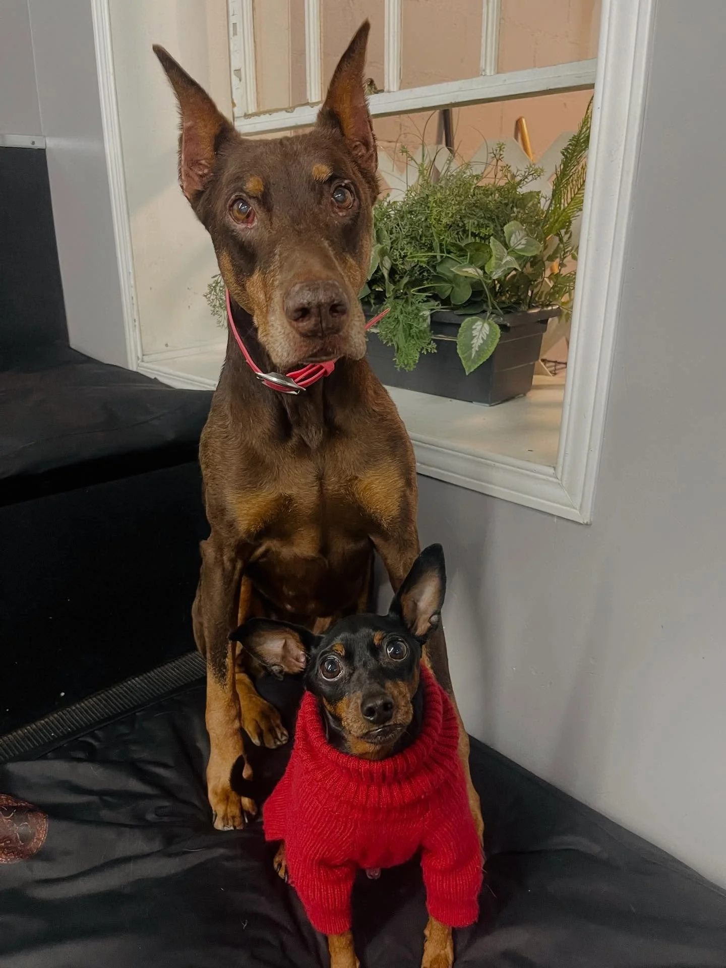 Happy Tuesday! πΎβ¨β€οΈ #dogsofinstagram #puppiesofinstagram #dogs #puppies #dogdaycare #doggydaycare #torontodogs  #bestfriends #doggiedaycare #puppiesplaying #dogmoms #dogmom #doggrooming #happydogs #highpark #bloorwestvillage #junctionto