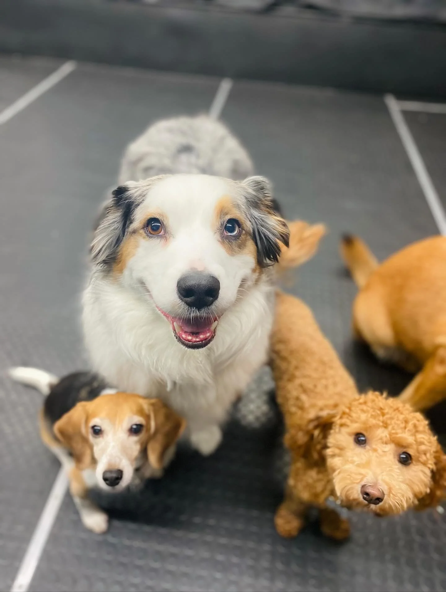 The sweetest little furry faces ππ₯°ππΎ #dogsofinstagram #puppiesofinstagram #dogs #puppies #dogdaycare #doggydaycare #torontodogs  #bestfriends #doggiedaycare #puppiesplaying #dogmoms #dogmom #doggrooming #happydogs #highpark #bloorwestvillage #jun