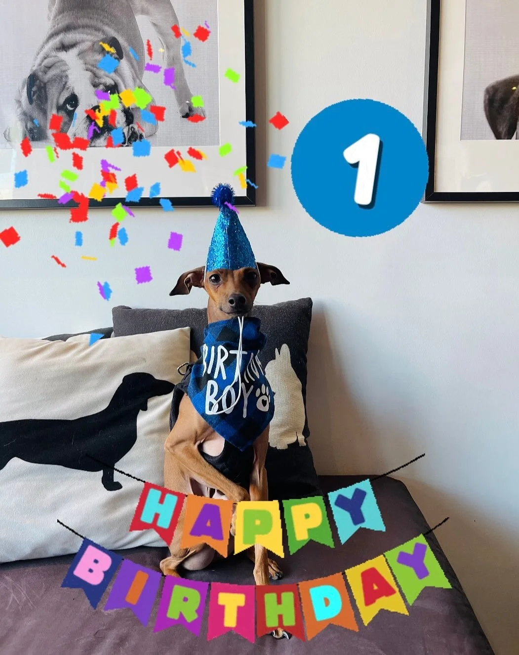 Pippin is 1!! Happy birthday little dude! πππΎπ©΅ #birthday #birthdayboy #dogbirthday #1 #iggy #italiangreyhound