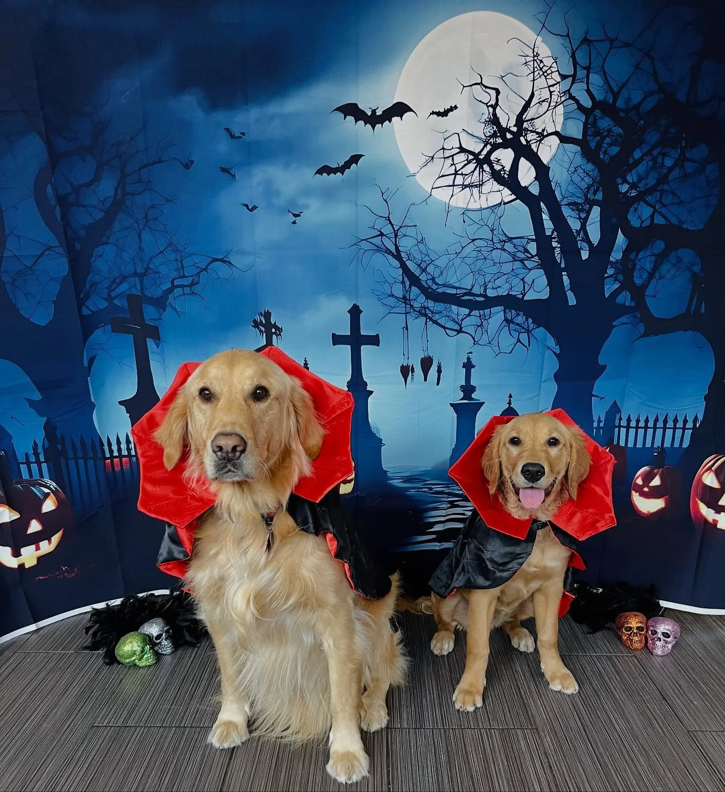Happy Halloween! 🧛&zwj;♀️🧛&zwj;♂️🐾🎃 #halloween #dogsincostume #vampires #littlevampires #spooky #doggydaycare #dogphotoshoot #boo
