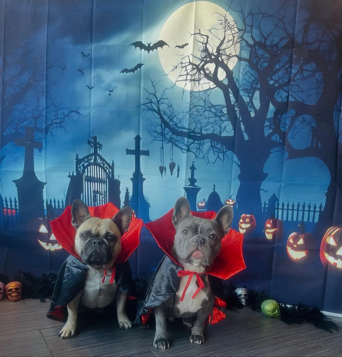 Happy Halloween! 🧛&zwj;♀️🧛&zwj;♂️🐾🎃 #halloween #dogsincostume #vampires #littlevampires #spooky #doggydaycare #dogphotoshoot #boo