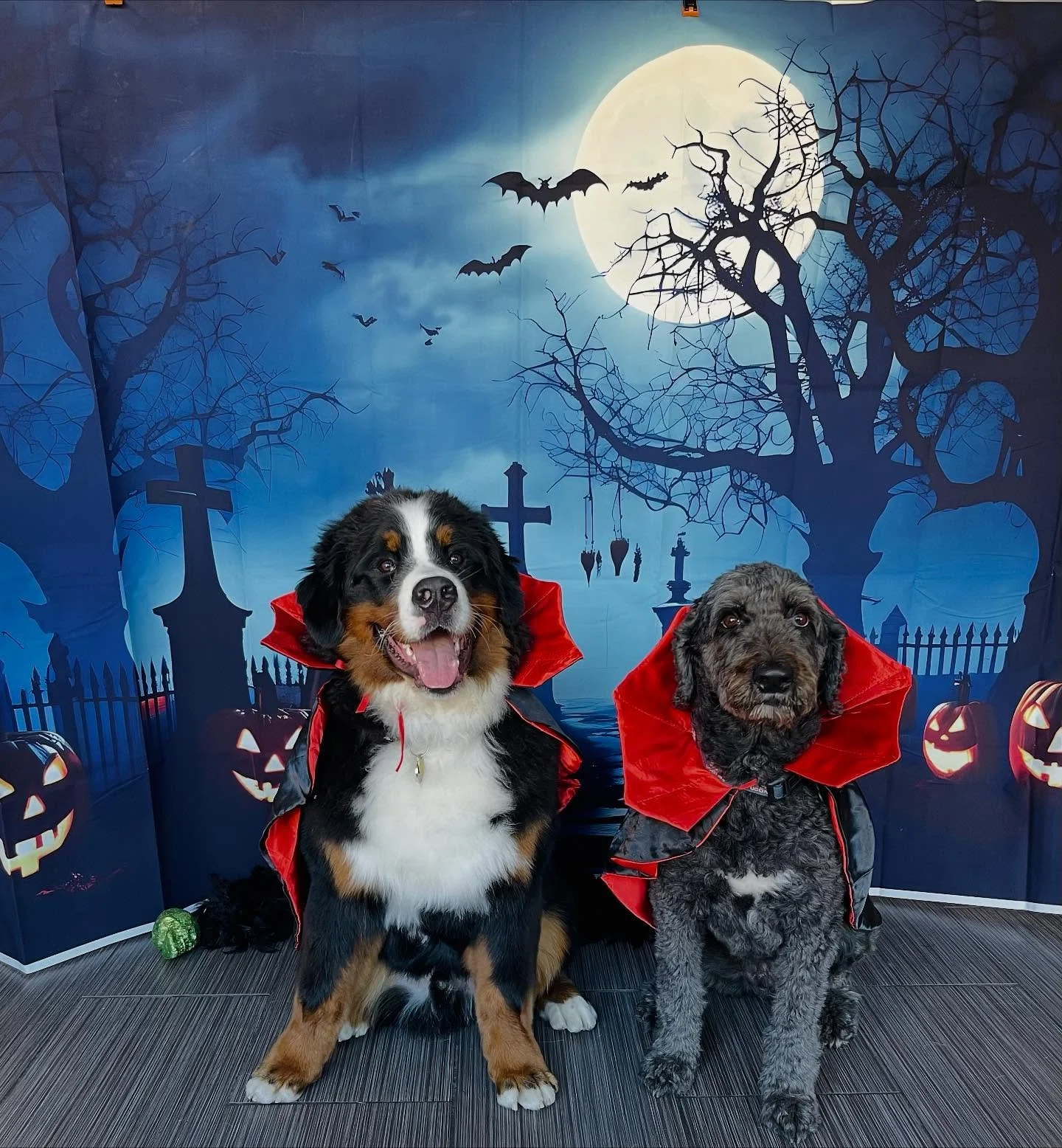 Happy Halloween! 🧛&zwj;♀️🧛&zwj;♂️🐾🎃 #halloween #dogsincostume #vampires #littlevampires #spooky #doggydaycare #dogphotoshoot #boo