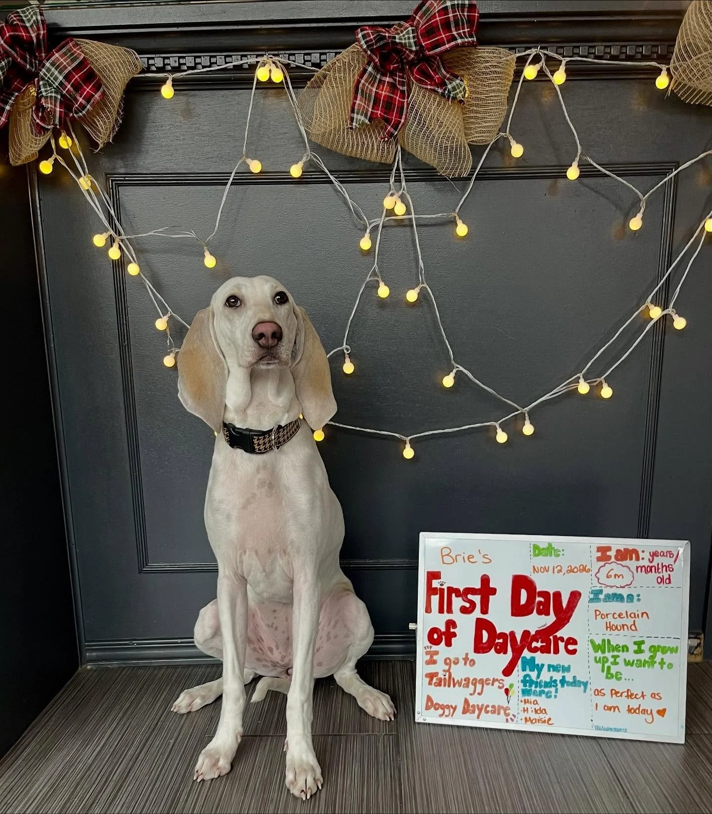 Today was Brie&rsquo;s First Day of School! 🍎✏️🐾 Welcome to daycare sweet girl! #firstdayofschool #firstdayofdaycare #doggydaycare #porcelainehound #newfriends
