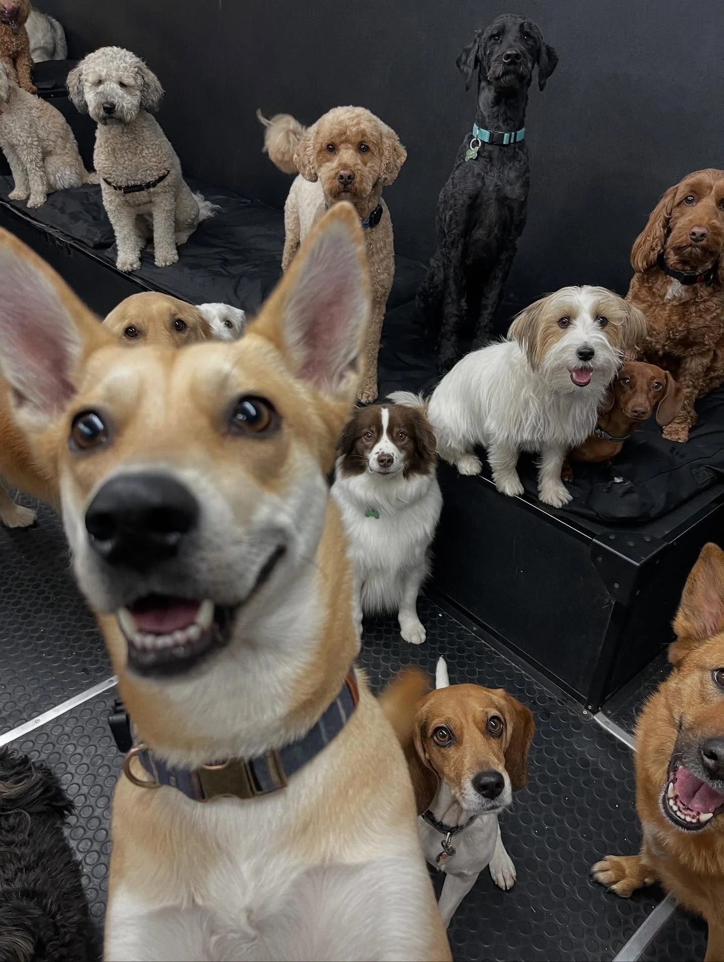 Our little cozy place ✨🥰🐾 #dogsofinstagram #puppiesofinstagram #dogs #puppies #dogdaycare #doggydaycare #torontodogs  #bestfriends #doggiedaycare #puppiesplaying #dogmoms #dogmom #doggrooming #happydogs #highpark #bloorwestvillage #junctionto