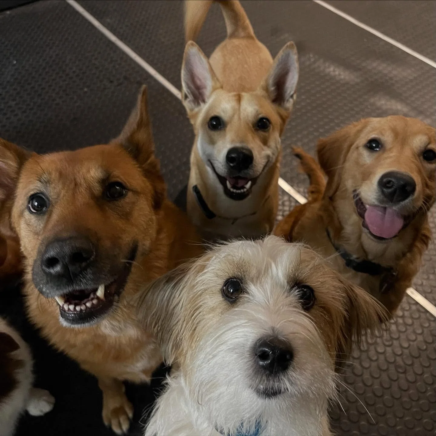So many smiles today! 🥰🐾 #dogsofinstagram #puppiesofinstagram #dogs #puppies #dogdaycare #doggydaycare #torontodogs  #bestfriends #doggiedaycare #puppiesplaying #dogmoms #dogmom #doggrooming #happydogs #highpark #bloorwestvillage #junctionto
