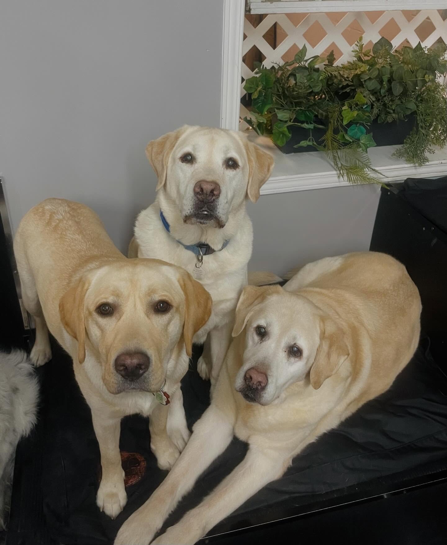 Happy Friday!! 🎉⚡️✨🐾 #dogsofinstagram #puppiesofinstagram #dogs #puppies #dogdaycare #doggydaycare #torontodogs  #bestfriends #doggiedaycare #puppiesplaying #dogmoms #dogmom #doggrooming #happydogs #highpark #bloorwestvillage #junctionto