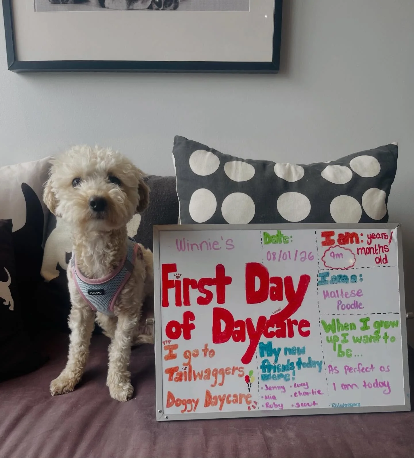 Today was Winnie&rsquo;s First Day of School! 🍎✏️🐾 Welcome to daycare sweet girl! #firstdayofschool #firstdayofdaycare #doggydaycare #maltipoodle #newfriends