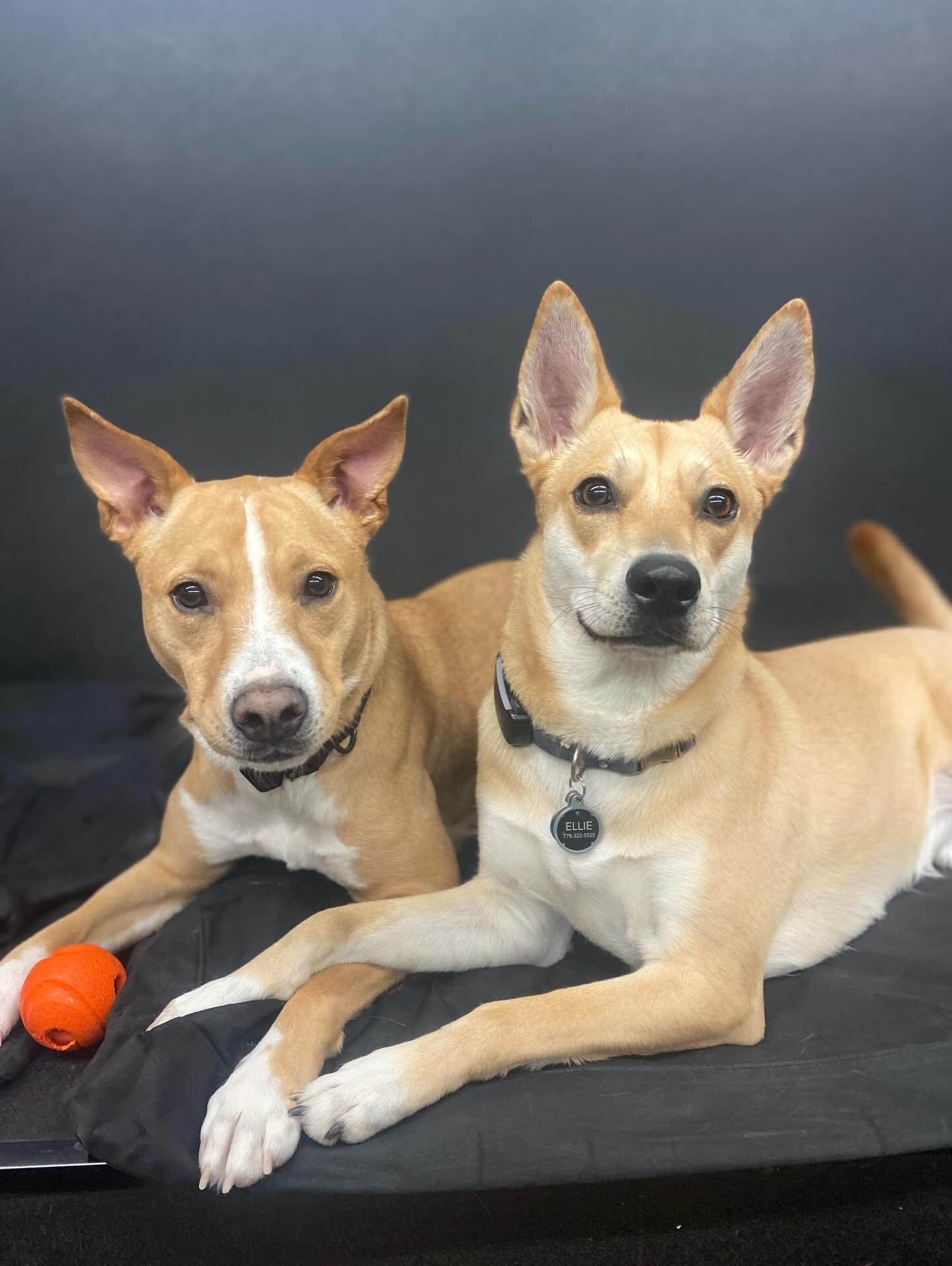 Best Friends 🐾❤️ #dogs #puppies #dogsofinstagram #doggydaycare #bestfriends