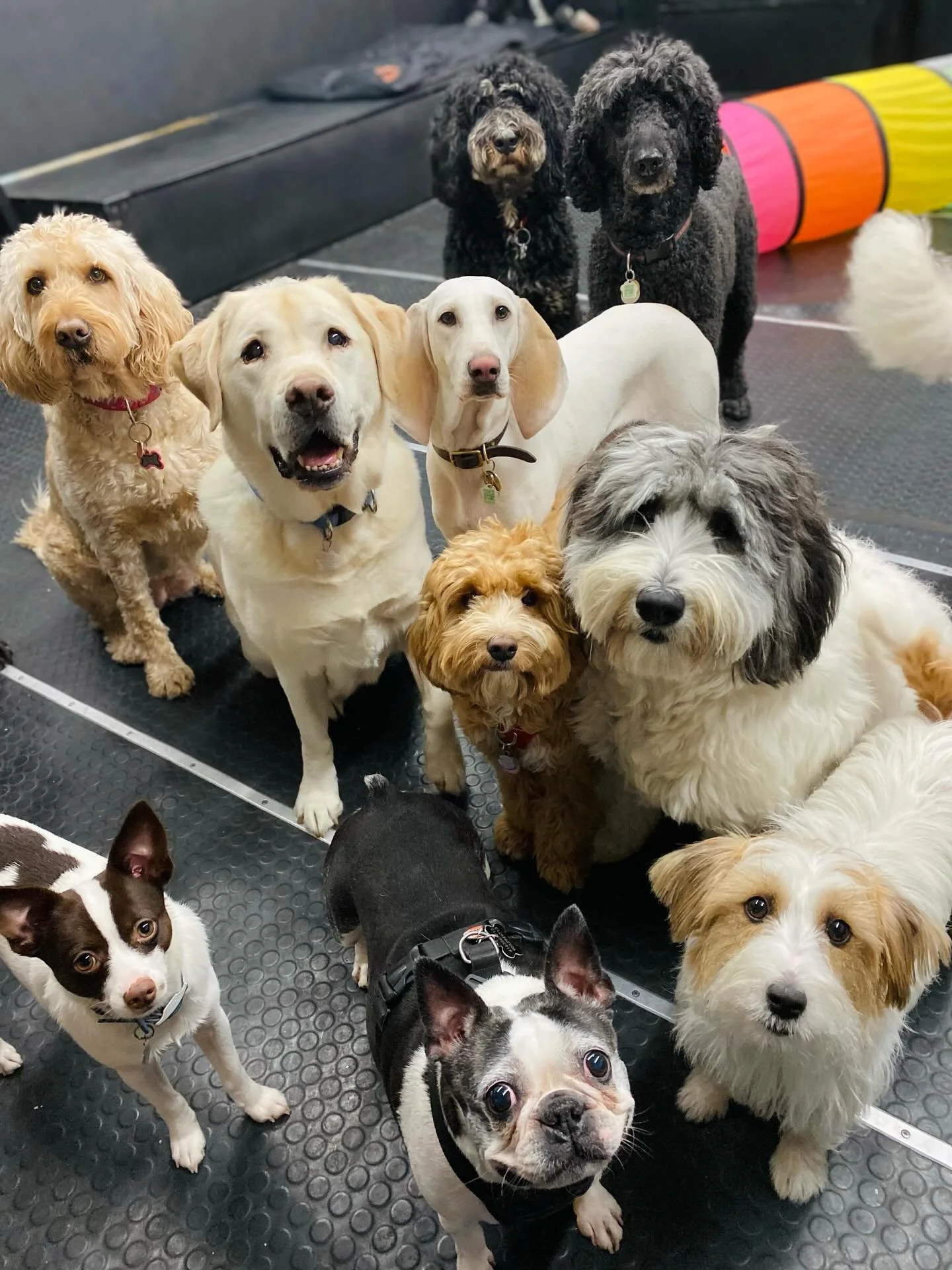 Happy Friday! ✨🐾✨ #friday #dogs #puppies #dogsofinstagram #doggydaycare