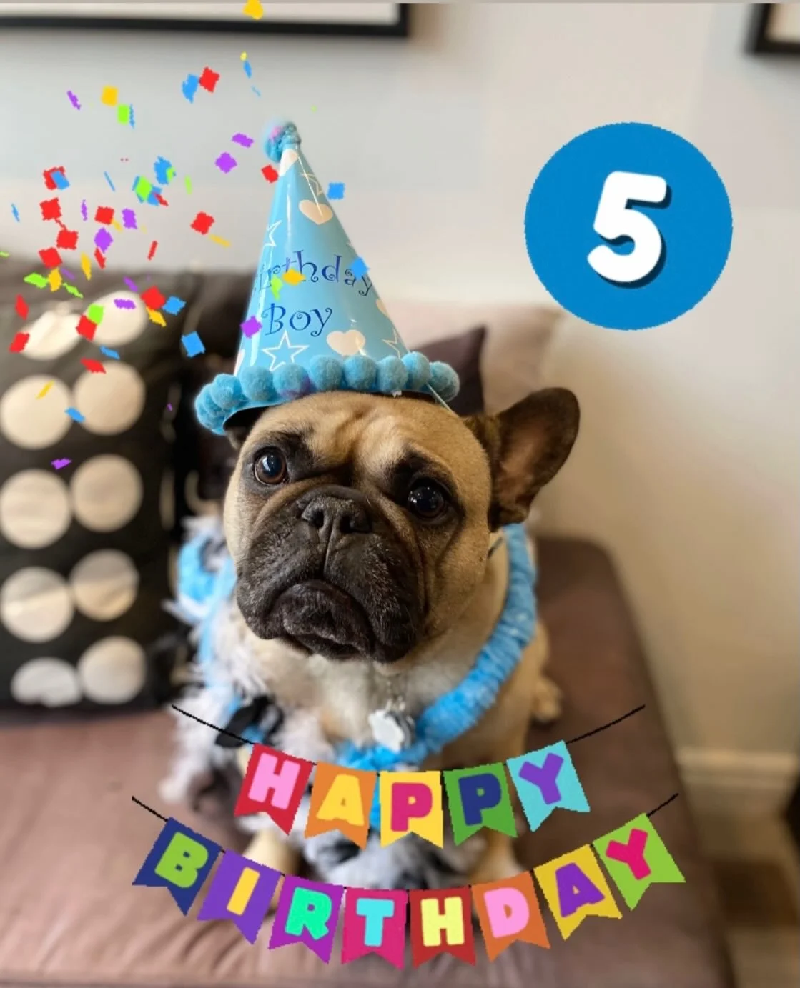 Lenny is turning 5! Happy Birthday handsome! 🎉🎉🩵🩵 Thanking Lenny&rsquo;s Mom for the Birthday tennis balls! 🎾🎾🎾 They were a HUGE hit! 🐾❤️ #birthday #dogbirthday #5 #frenchbulldog #doggydaycare