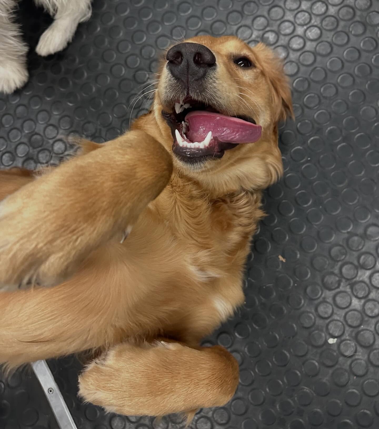 😍🤩😍🤩 #happydogs #dogsofinstagram #indoorplay #doggydaycare #bestfriends