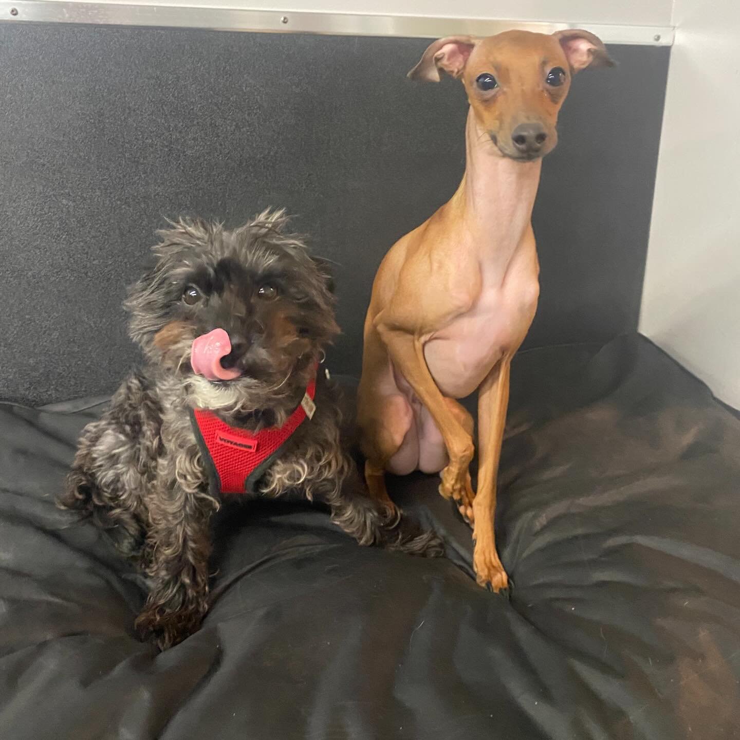 Cozy 🥰🐾 #cozytime #happyplace #doggydaycare #dogsofinstagram #happydogs