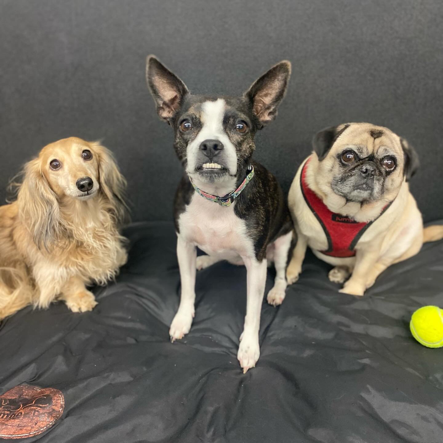 The cutest little furry faces 🥰❤️🐾 #dogs #puppies #doggydaycare #playtime #bestfriends