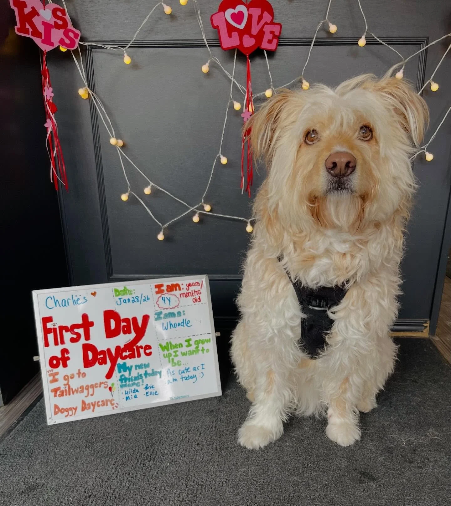 Today was Charlie&rsquo;s First Day of School! 🍎✏️🐾 Welcome to daycare handsome! #firstdayofschool #firstdayofdaycare #doggydaycare #whoodle #newfriends