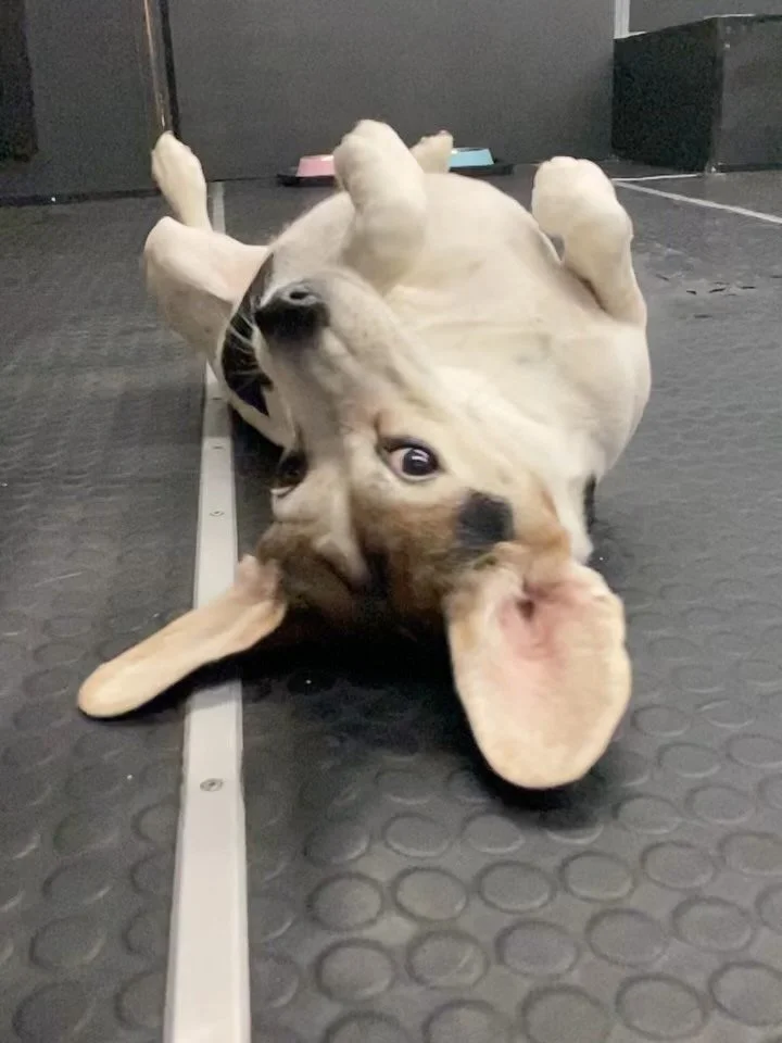 Our little happy place ✨✨🐾❤️ #doggydaycare #dogs #puppies #happyplace #friends