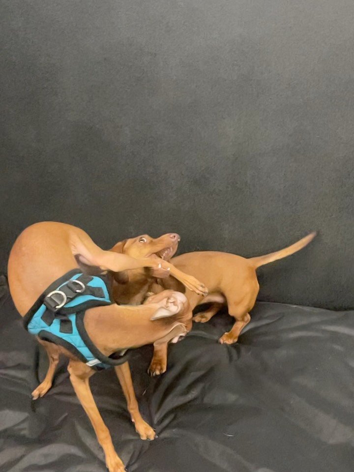 This is a reminder to record your pooches playing in slow-mo&hellip;. Its been a wild week! 🎉🐾🐾❤️ #playing #playtime #dogsatplay #doggydaycare #besties