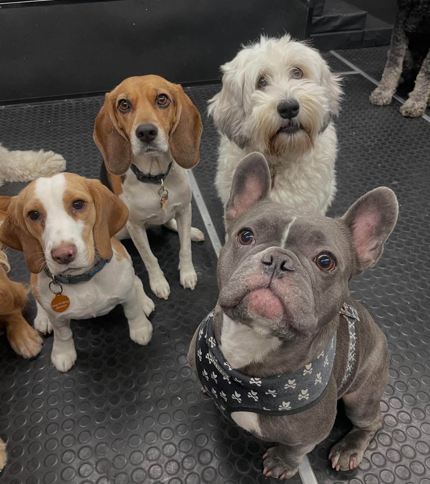 We are so lucky to be playing inside today!! ❄️🐾❤️ #doggydaycare #playtime #dogsofinstagram #puppiesofinstagram #winter