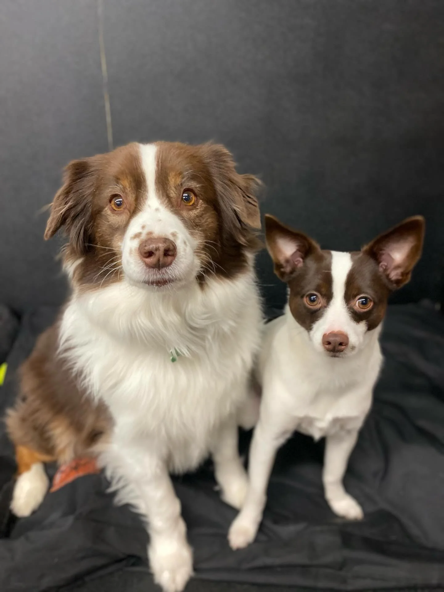 Happy Friday! ✨✨🐾❤️ Stay warm this weekend! 🔥 #friday #weekend #dogsofinstagram #puppiesofinstagram #doggydaycare