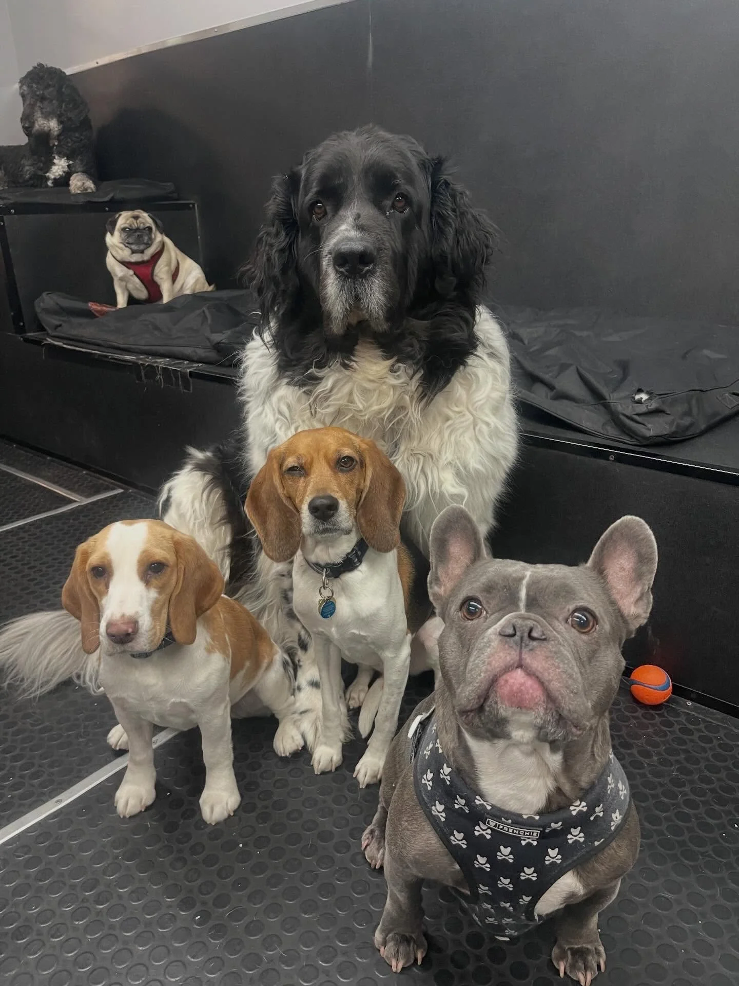 Cuties 😍🥰🐾 #monday #bestfriends #doggydaycare #dogsofinstagram #puppiesofinstagram