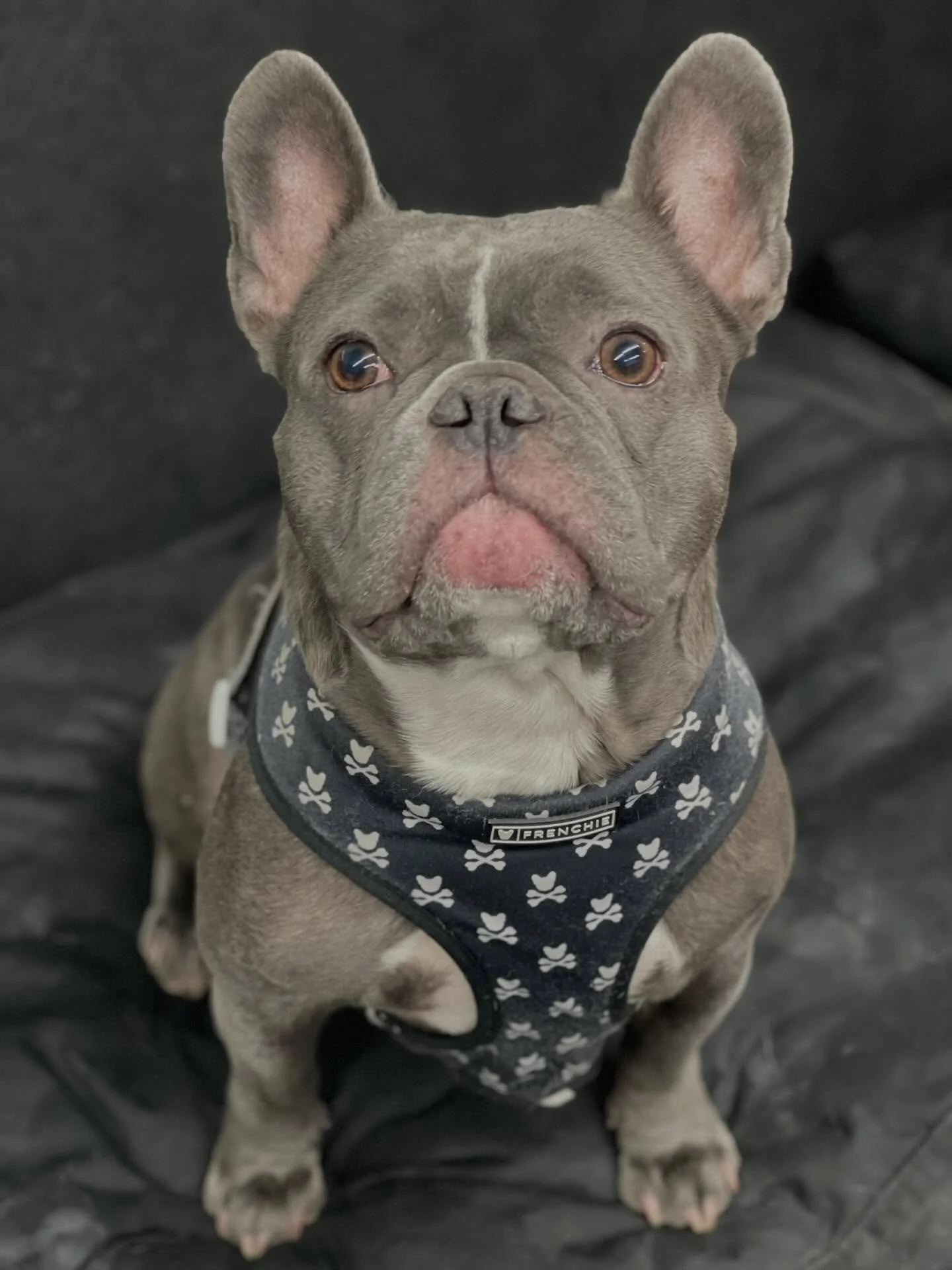 Cuties 😍🥰🐾 #socute #dogs #puppies #doggydaycare #bestfriends