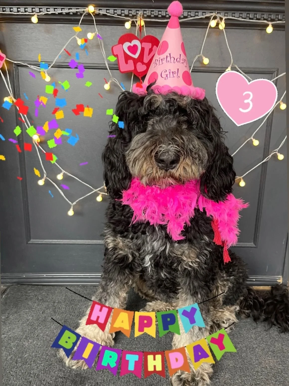 Ella is 3! Happy Birthday sweet girl! 🎉💖🎉 #birthday #dogbirthday #birthdaygirl #3 #bernedoodle
