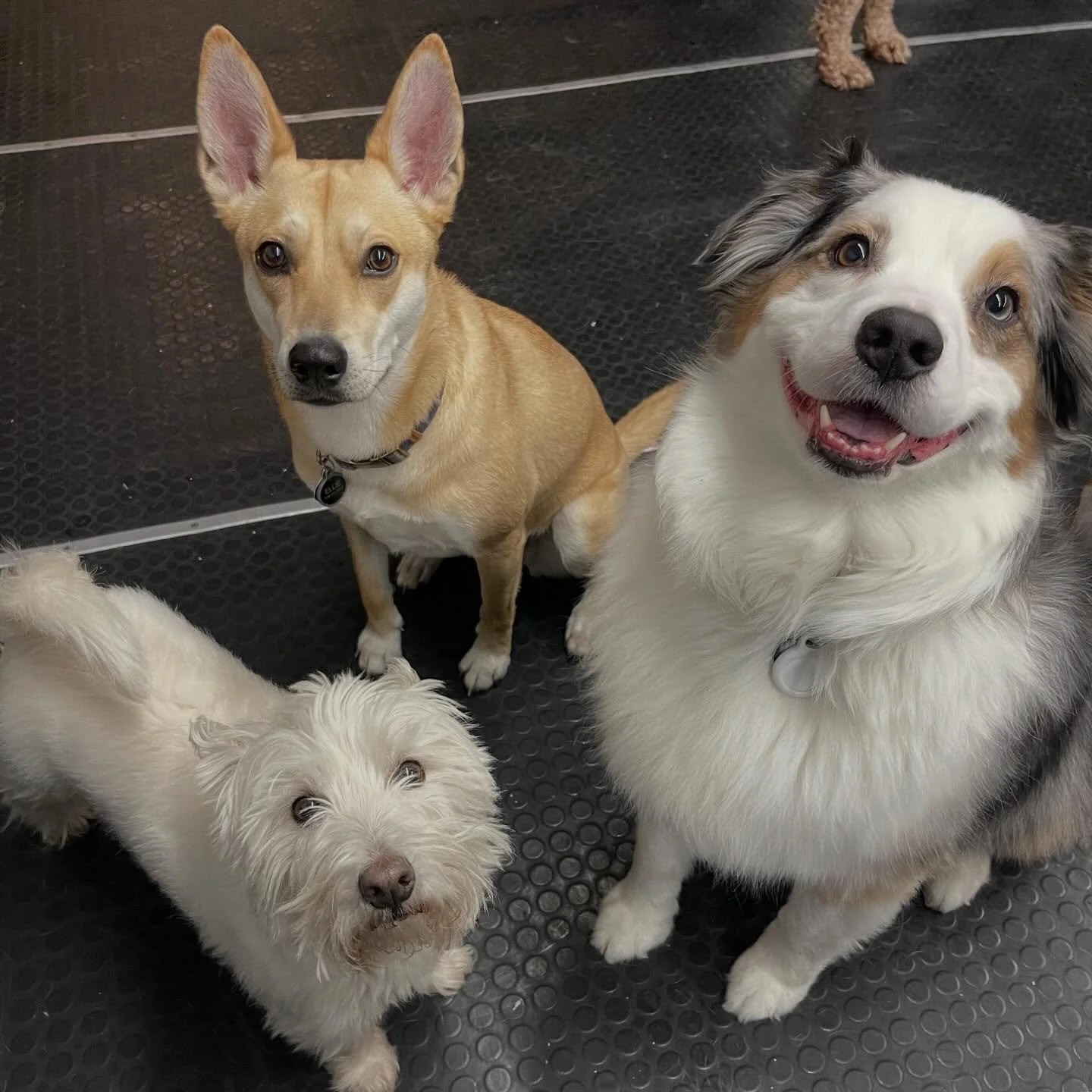 Happy Tuesday! ✨💖 #doggydaycare #dogsofinstagram #puppiesofinstagram #bestfriends #playtime