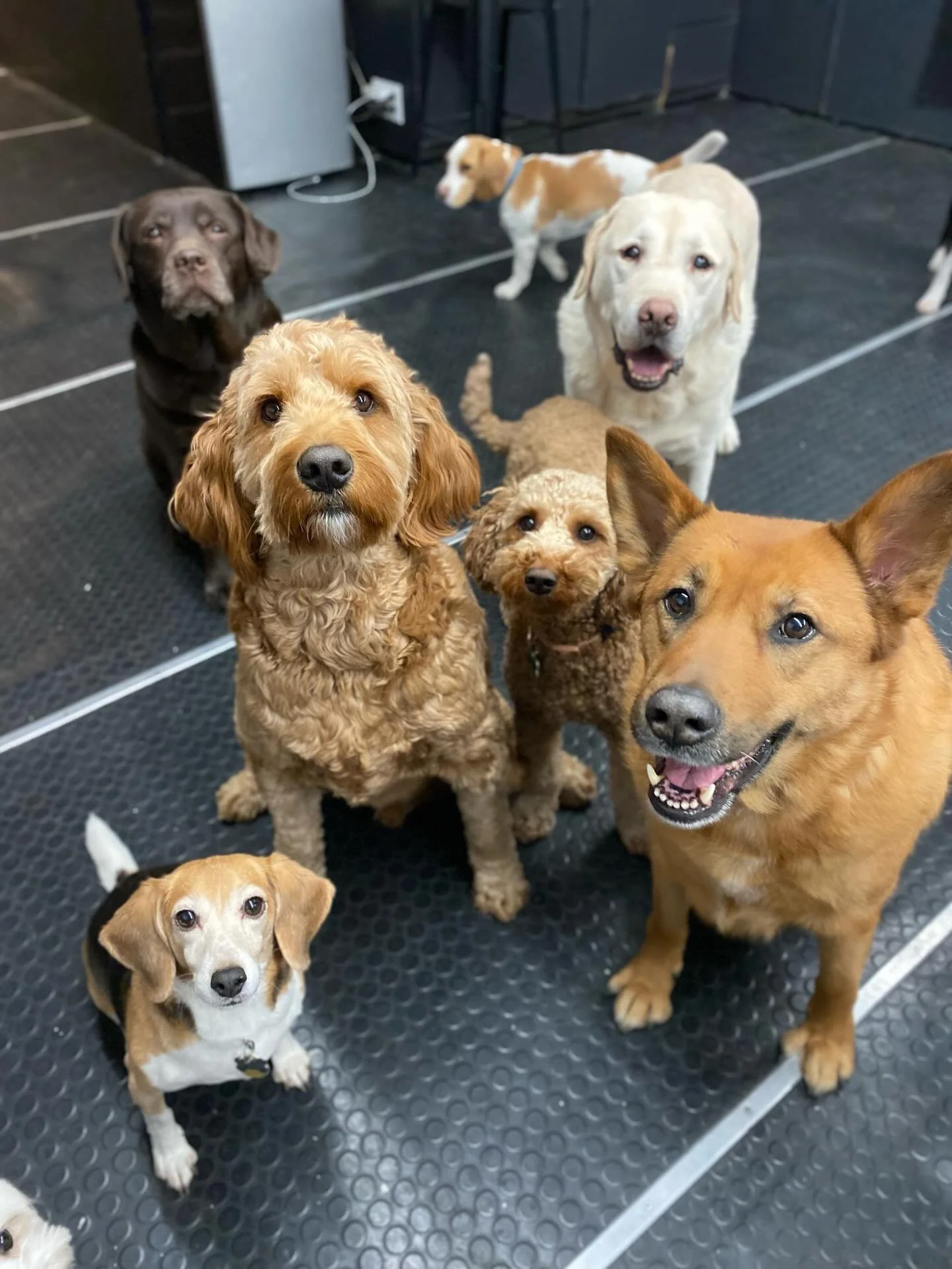 So much fun today! 🎉🎉🐾 #playtime #dogsatplay #indoorplay #doggydaycare #besties