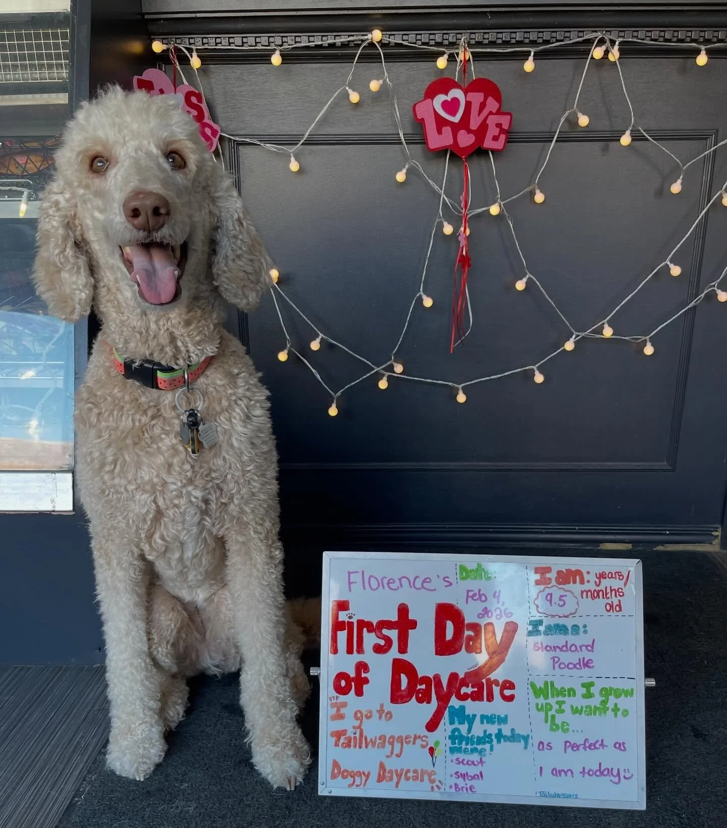 Today was Florence&rsquo;s First Day of School! 🍎✏️🐾 Welcome to daycare beautiful girl! #firstdayofschool #firstdayofdaycare #doggydaycare #newfriends #standardpoodle