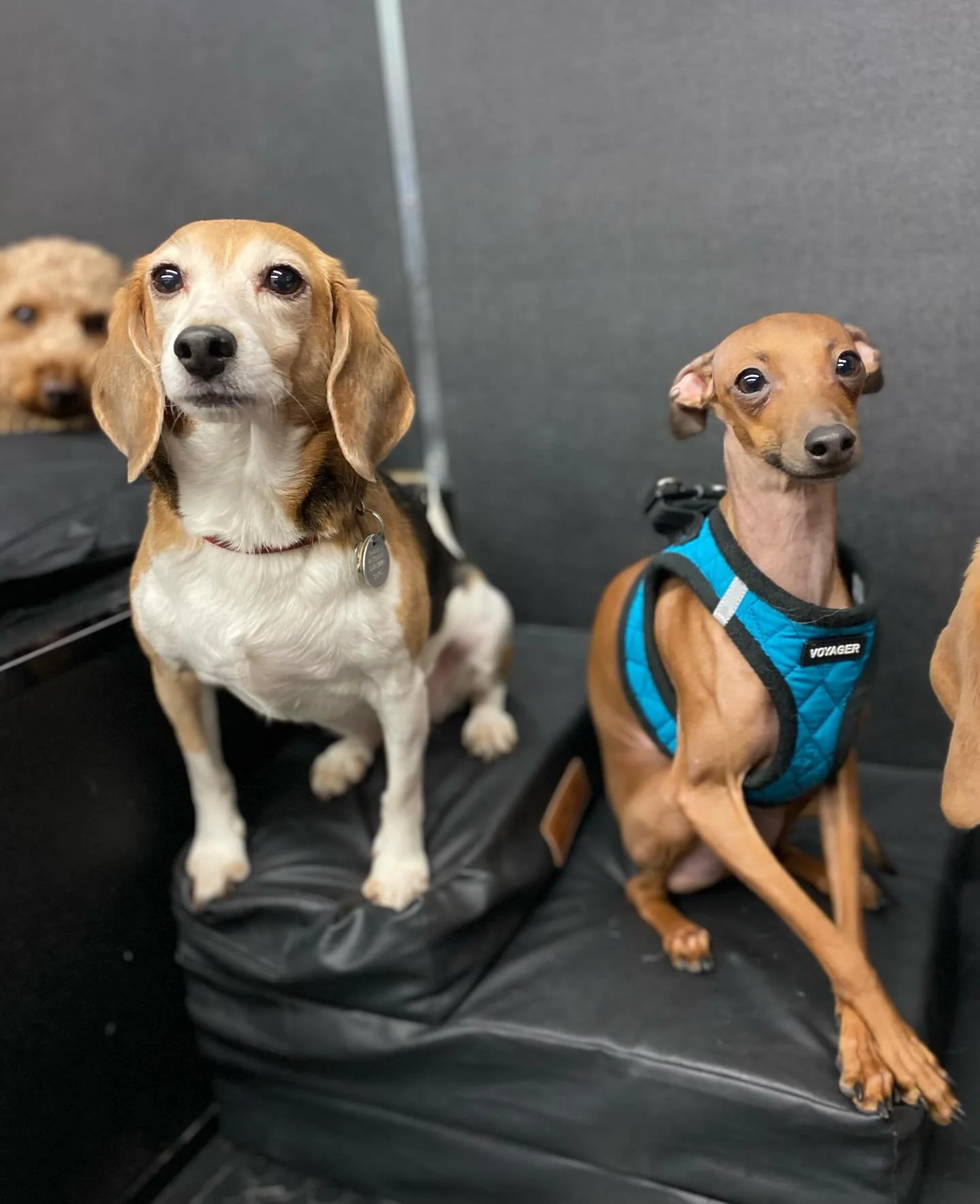 Best pooches ever! ❤️🐾✨ #dogs #puppies #dogfriends #doggydaycare #happydogs