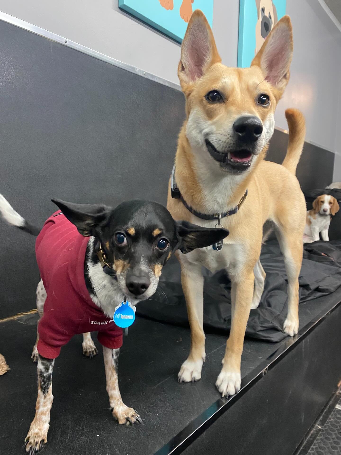Patiently waiting for spring ☀️🐾❤️ #dogs #puppies #doggydaycare #junctionto