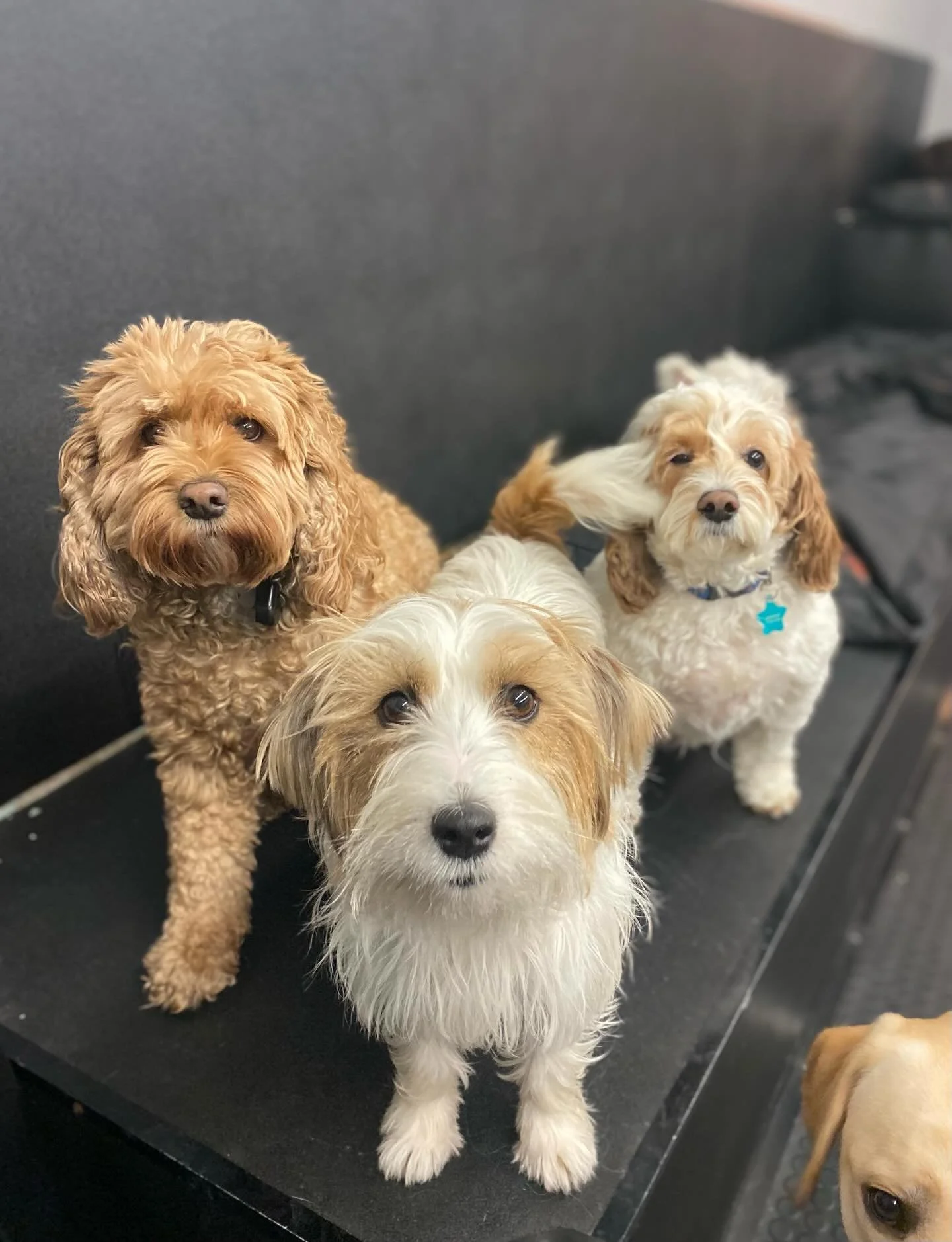Soooo much fun today! 🥳🥳✨🐾#happydogs #playtime #dogsplaying #bestfriends #doggydaycare