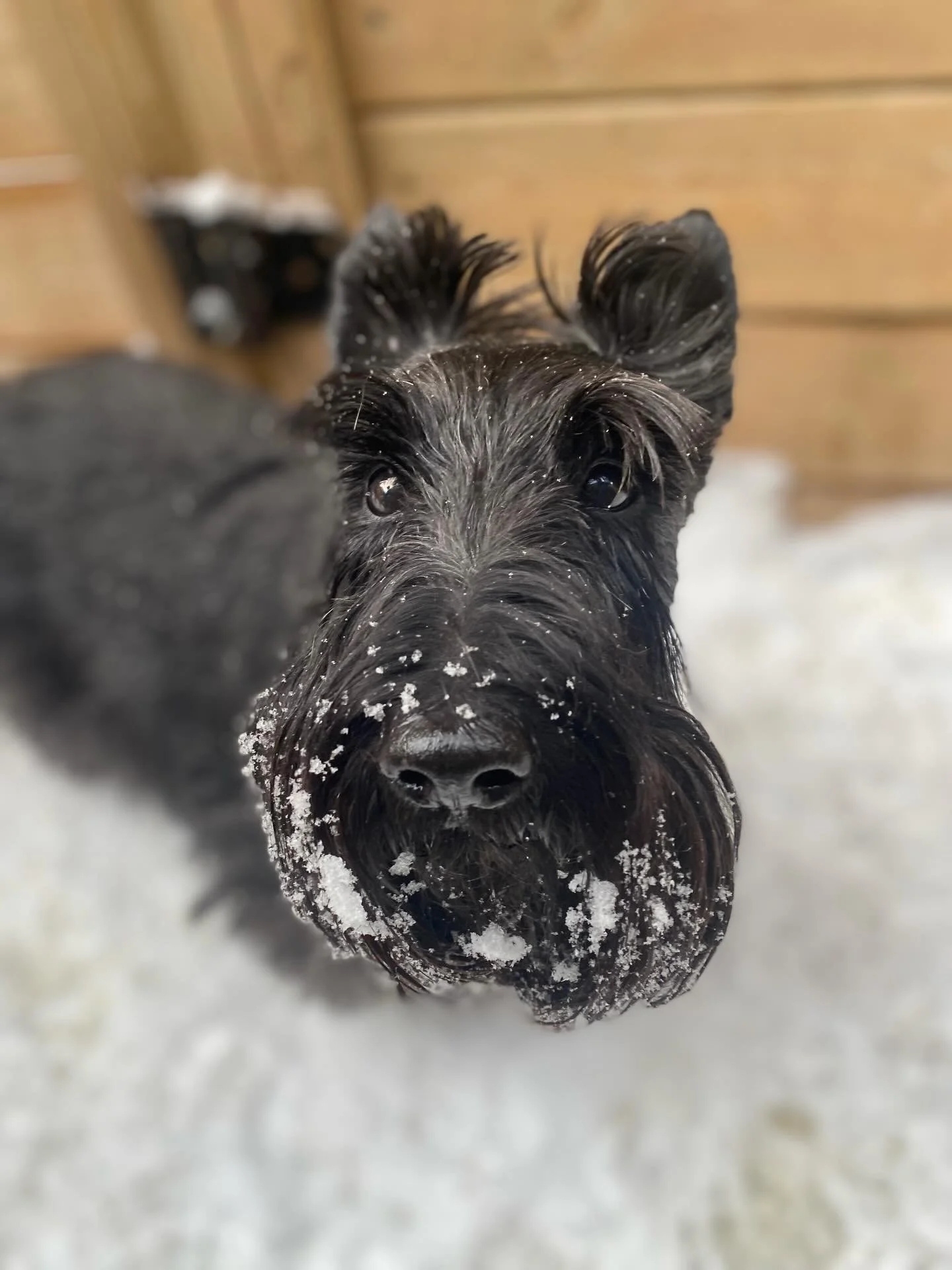 Happy Friday! 🎉🐾✨ #friday #weekend #dogs #puppies #doggydaycare