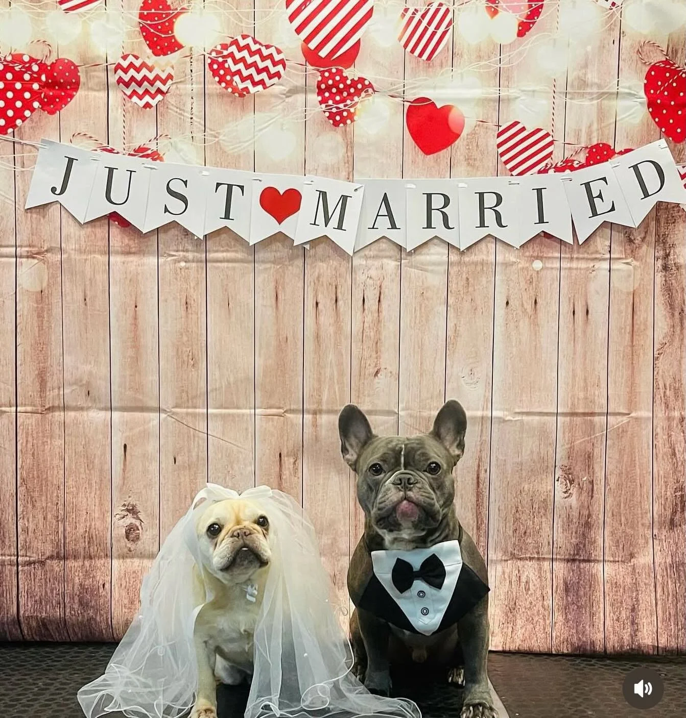 Its Wedding Season! 👰🏼&zwj;♀️🤵🏼&zwj;♂️🥂❤️🐾 
Book your pooch into daycare next week for our Valentines photoshoot! We will be taking photos from Monday to Friday ❤️🩷❤️🩷❤️🩷❤️