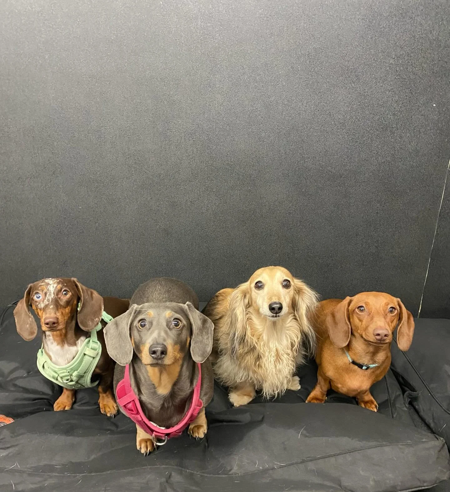 Sooooo cute! 🥰❤️🐾 #bestfriends #dogs #puppies #doggydaycare #playtime