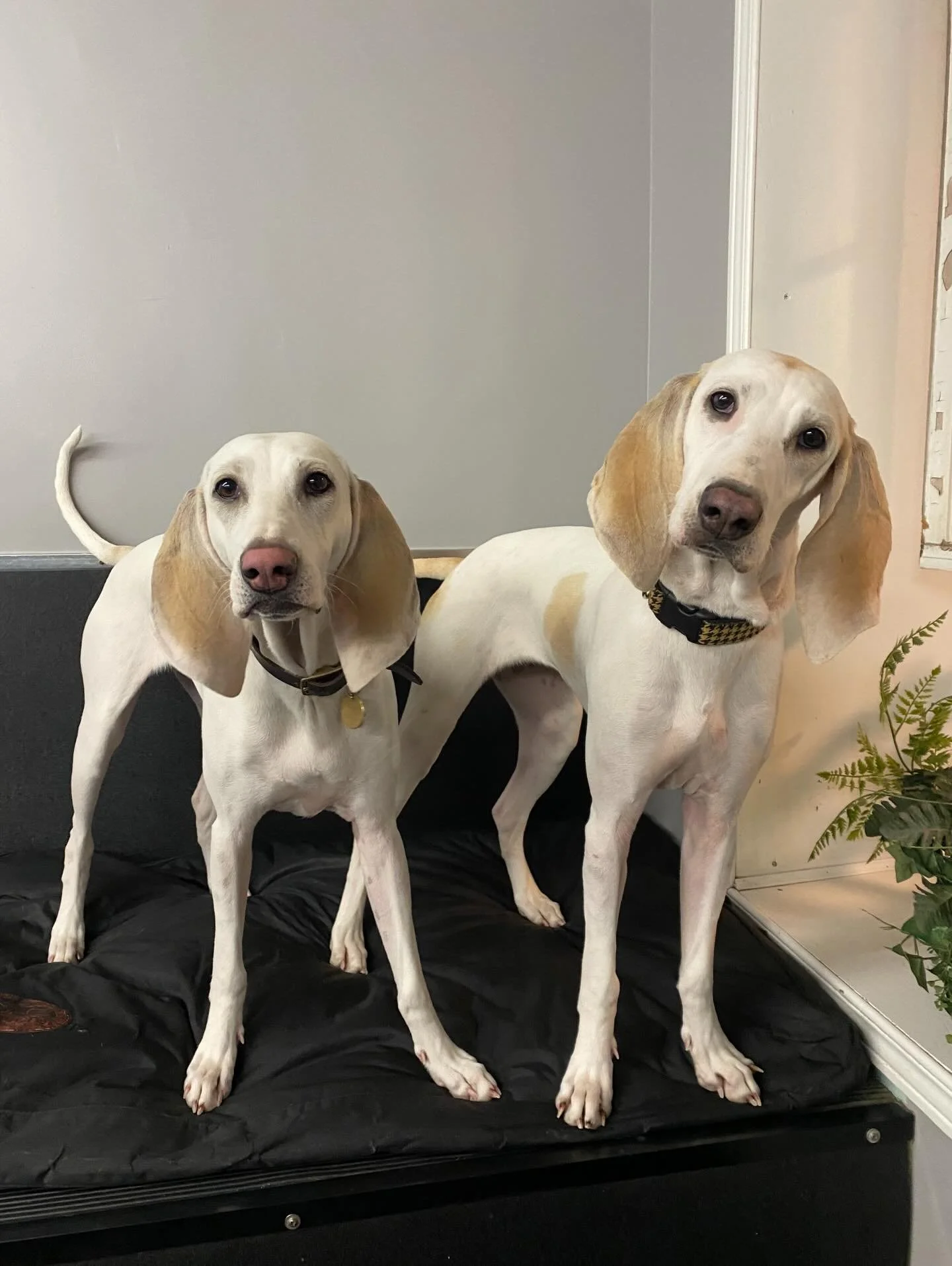 The cutest little faces 😍🥰🐾 #dogsofinstagram #puppiesofinstgram #doggydaycare #dogs #happyplace
