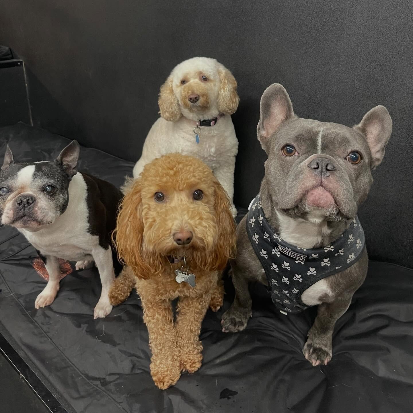 Its been a super playful day!! 🎉🐾🐾✨ #doggydaycare #dogsofinstagram #puppiesofinstagram #playtime #indoorplay