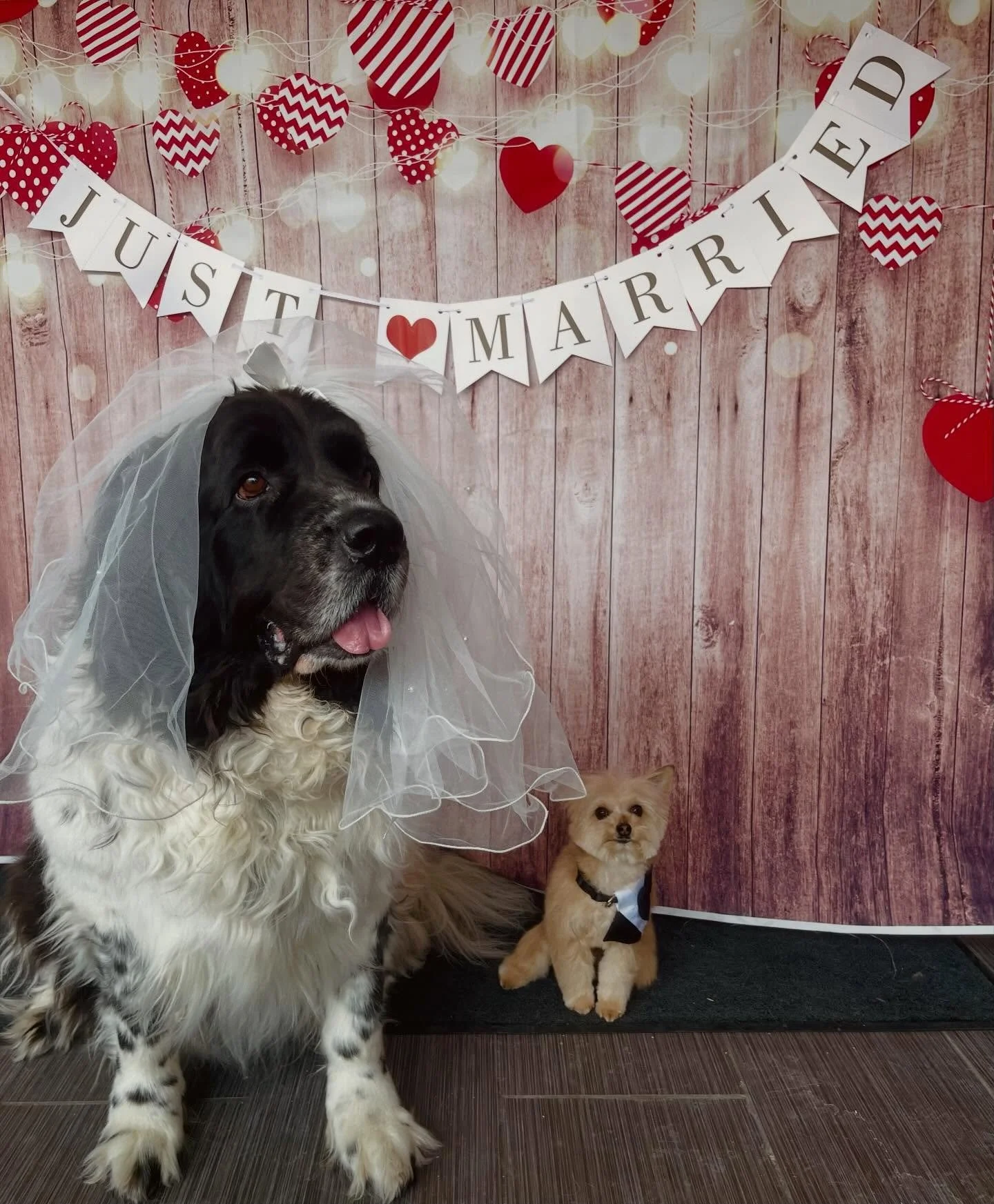 They said &ldquo;I Do&rdquo;! ✨❤️💍
Happy Valentine&rsquo;s Day! 
A reminder that we are closed on Mon Feb 16 ❤️
#valentinesday #weddingday #ido #loveislove #doggydaycare