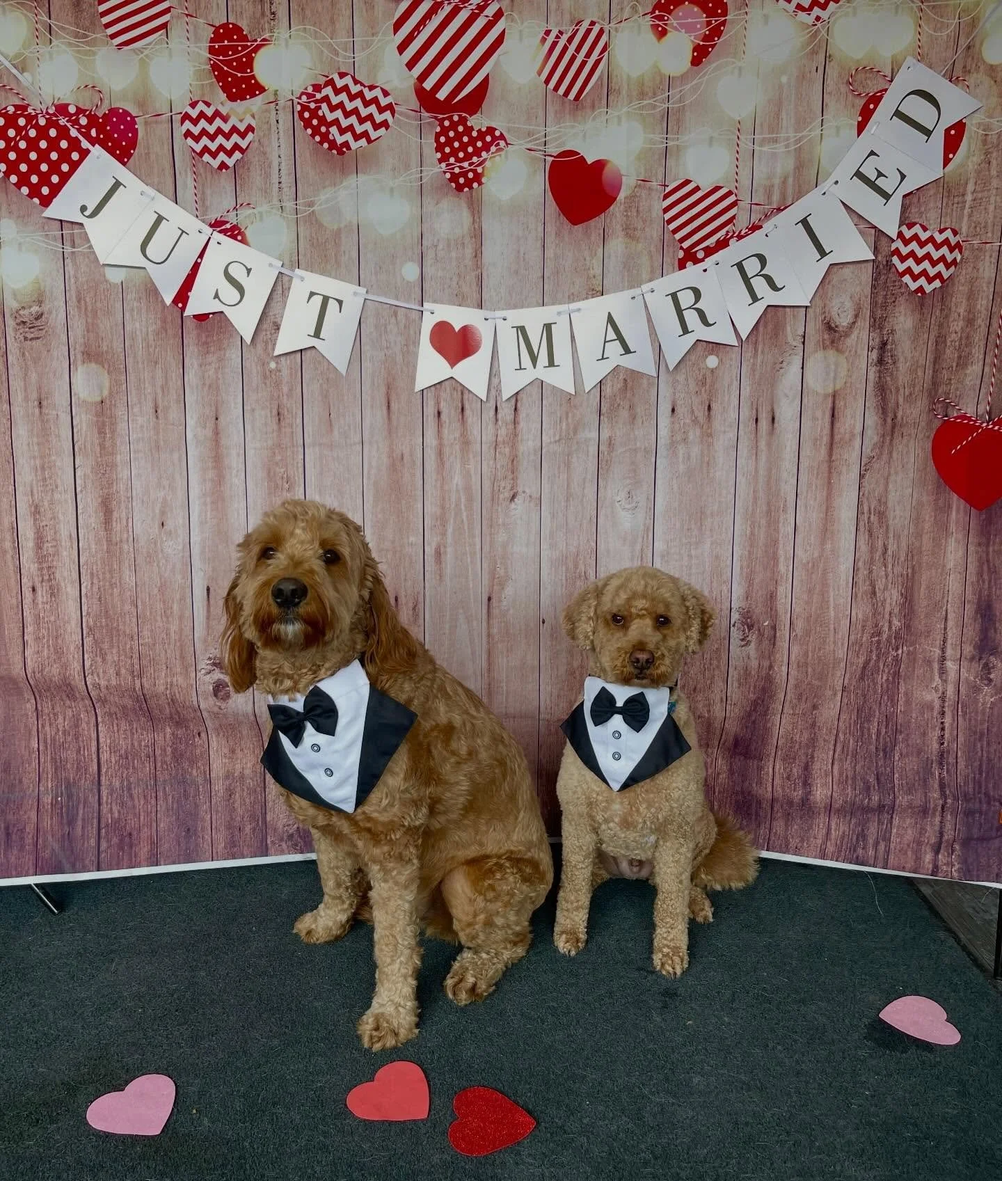 They said &ldquo;I Do&rdquo;! ✨❤️💍
Happy Valentine&rsquo;s Day! 
A reminder that we are closed on Mon Feb 16 ❤️
#valentinesday #weddingday #ido #loveislove #doggydaycare