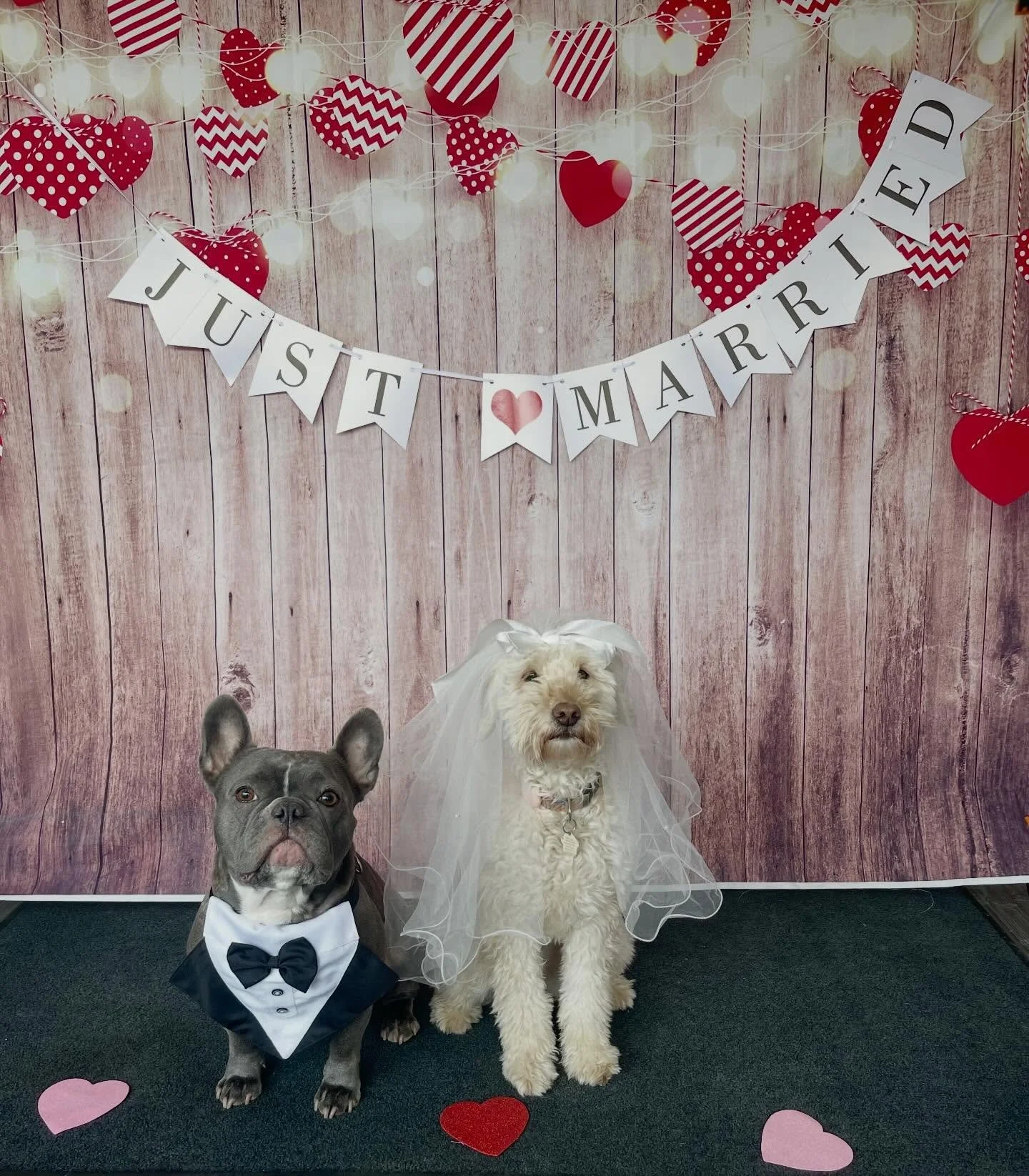 They said &ldquo;I Do&rdquo;! ✨❤️💍
Happy Valentine&rsquo;s Day! 
A reminder that we are closed on Mon Feb 16 ❤️
#valentinesday #weddingday #ido #loveislove #doggydaycare