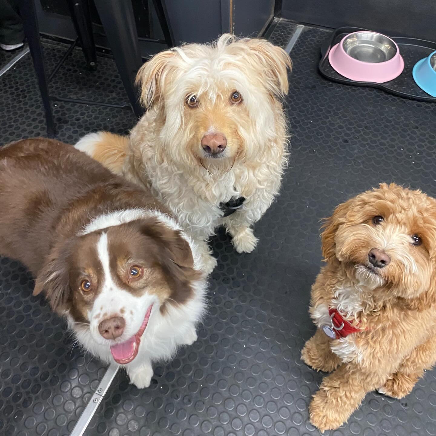 Crappy outside&hellip;warm and cozy inside 🥰❤️🐾 #indoorplay #doggydaycare #happydogs #cozy #dogs
