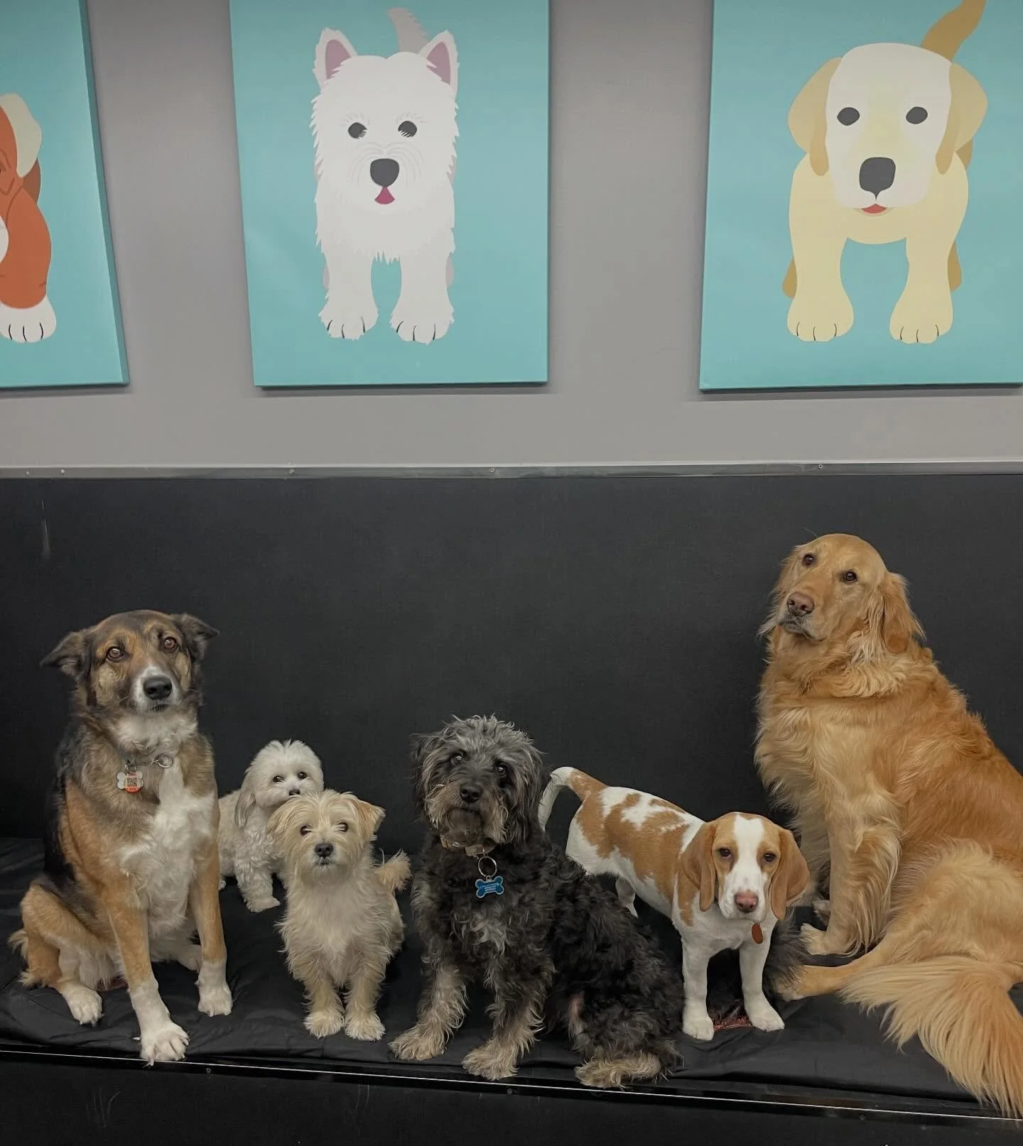 Cuteness overload! 🥰❤️🐾 #cute #dogsofinstagram #puppiesofinstagram #doggydaycare #dogs