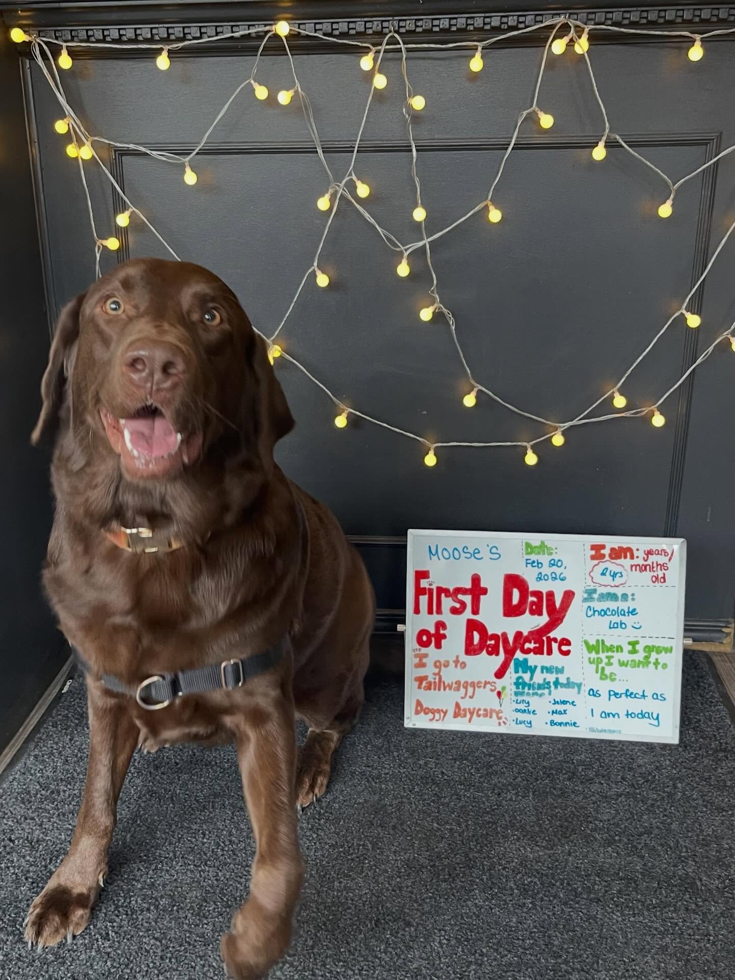 Today is Moose&rsquo;s First Day of School! ✏️🍎🐾 Welcome to daycare big boy! #firstdayofschool #firstdayofdaycare #doggydaycare #labradorretriever #newfriends
